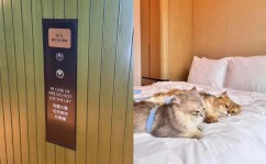 新鸿基地产“TOWNPLACE 本舍”打造香港最顶尖宠物友好体验，休闲快讯站